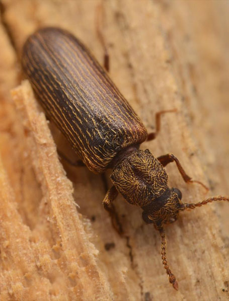 Traitement Bois Charpente : traitements de bois contre les champignons lignivores et les insectes. Intervention Sur Liège en Belgique - HJ TOITURIER LIÈGE