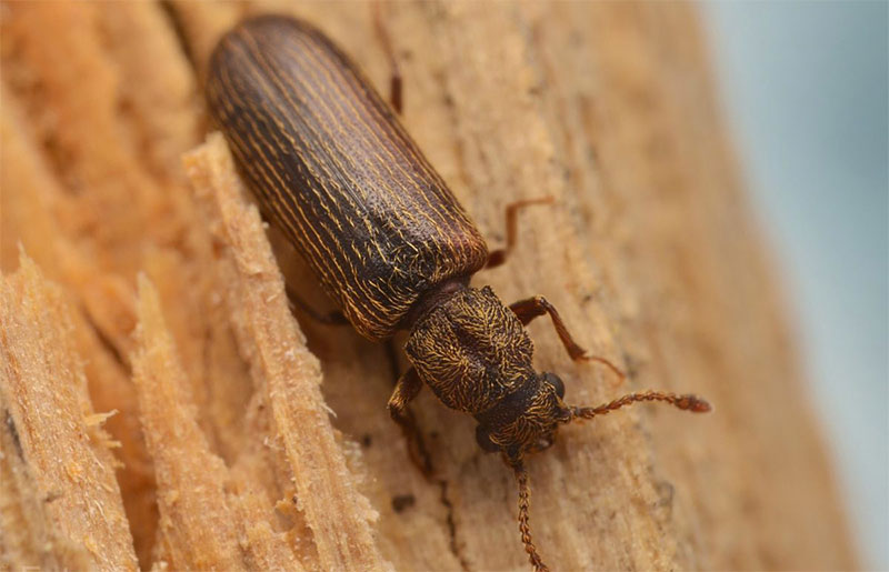 Traitement Bois Charpente : traitements de bois contre les champignons lignivores et les insectes. Intervention Sur Liège en Belgique - HJ TOITURIER LIÈGE